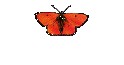 Operation &
histologischer Befund