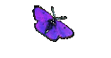 Thema TOD