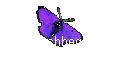     Fachbegriffe 
Ovarialkarzinom 2